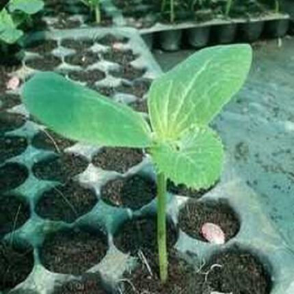 Squash