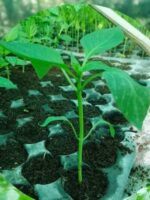 Capsicum