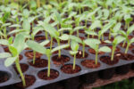 Seedling Tray