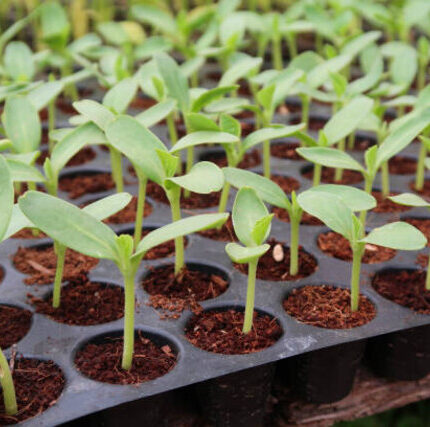 Seedling Tray