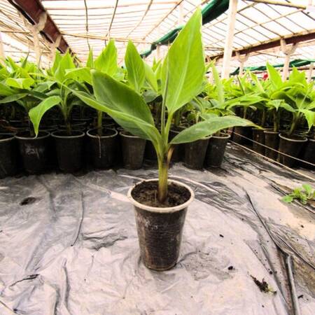 Bana Plant Picture